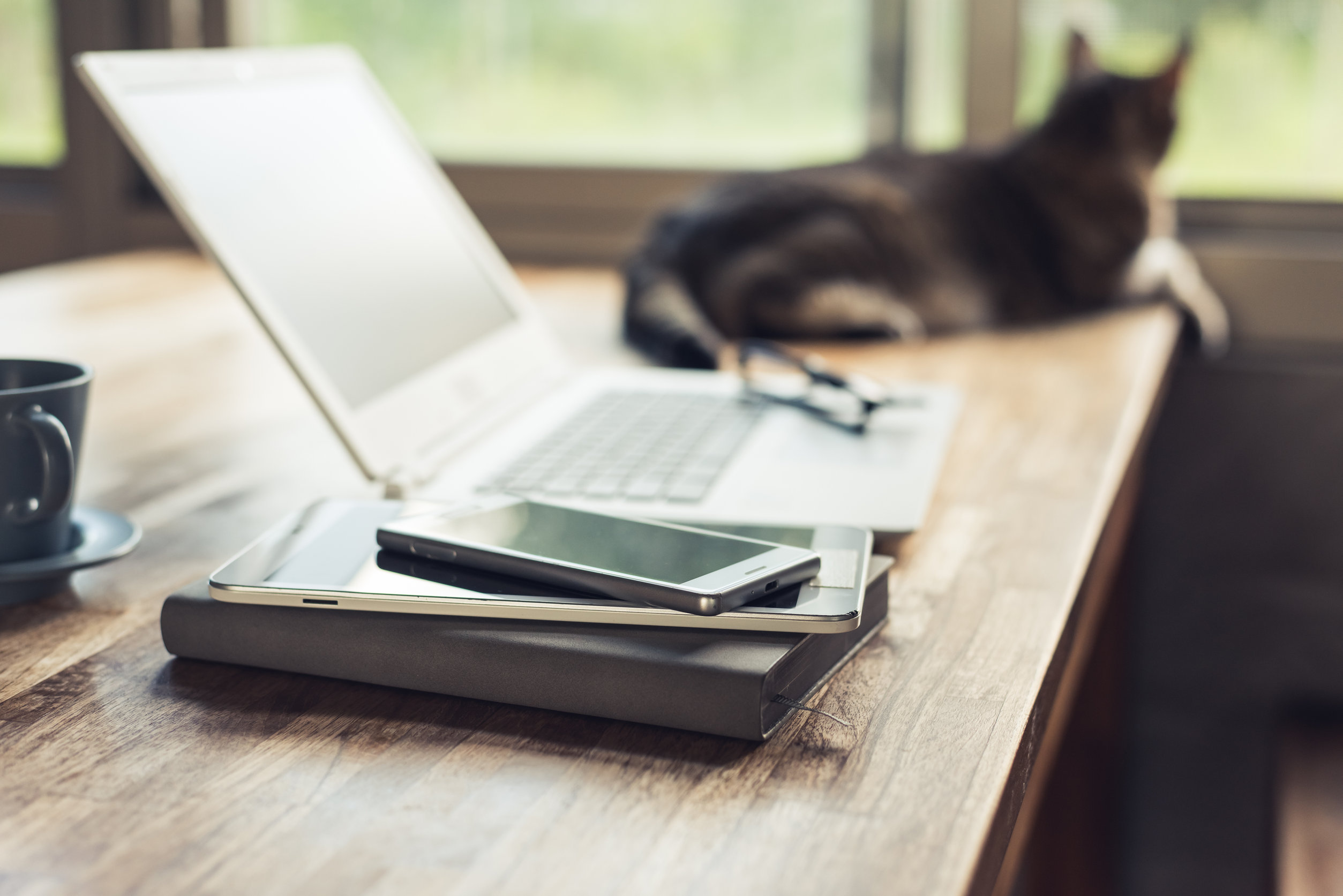 cat in front of computer