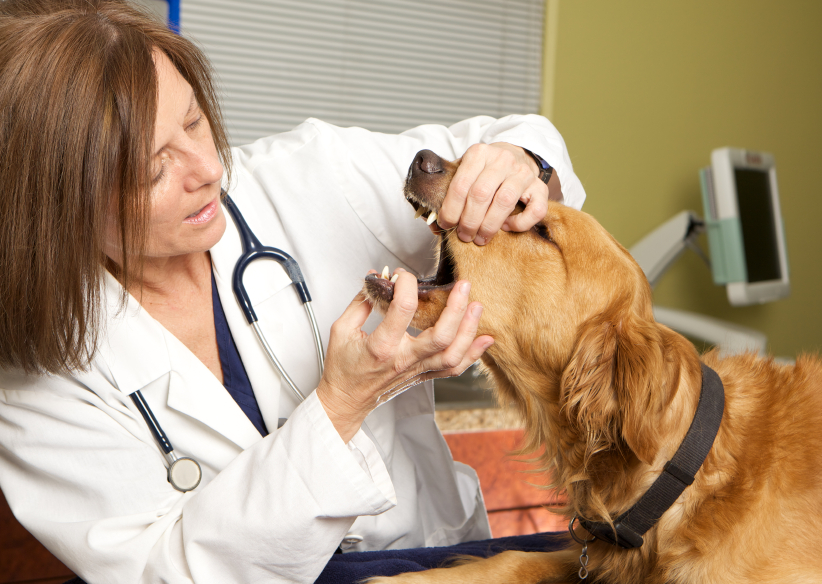 Female vet examining dog's mouth