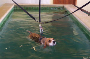 Canine hydrotherapy
