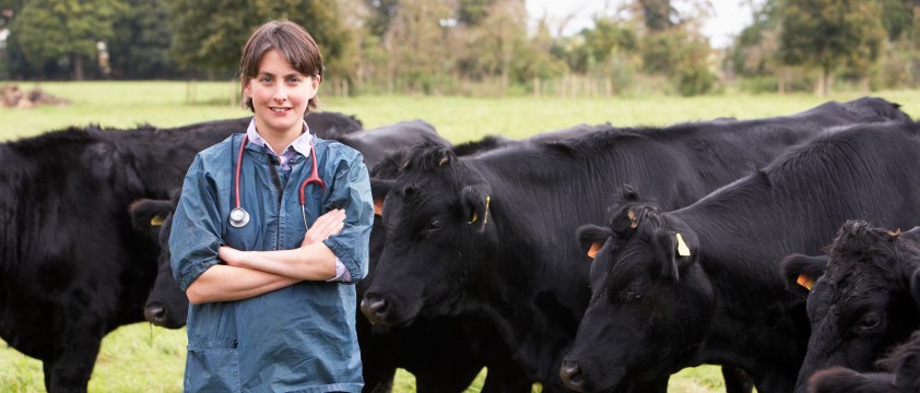 Female vet standing in front of a group of cows in a field
