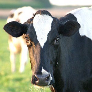 Head of a cattle