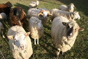 Flock of sheep in a field